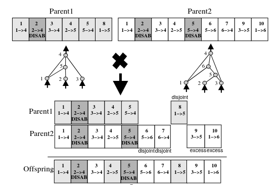 The crossover process in the NEAT algorithm